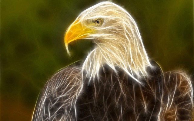 Bald eagle yellow head green free wallpaper for desktop - medium preview image