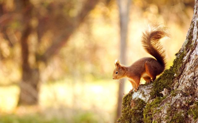 Squirrel standing tree trunk woods free wallpaper for desktop - medium preview image