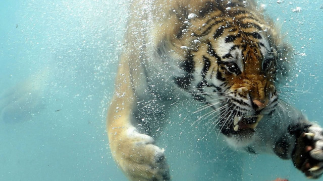 Tiger swimming water bubbles face free wallpaper for desktop - medium preview image