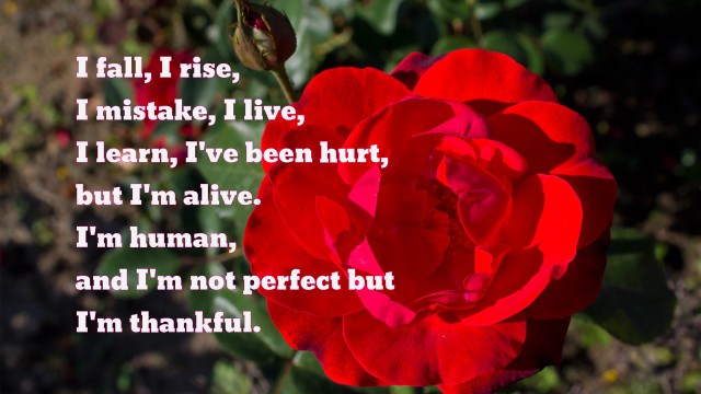 Red rose poem stem green free wallpaper for desktop - medium preview image
