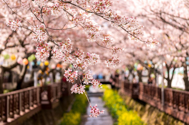 Tree pink flowers park walkway free wallpaper for desktop - medium preview image