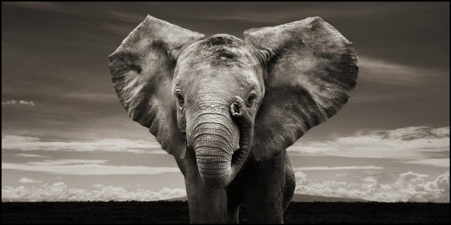 Elephant field cloudy black white free wallpaper for desktop - medium preview image