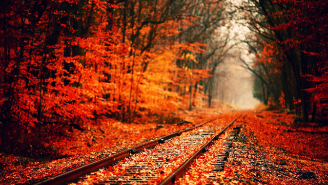 Train track forest leaves orange #2 free wallpaper for desktop - medium preview image