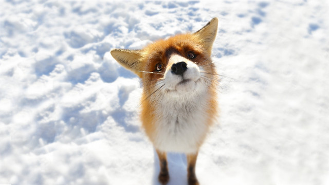 Fox snow surprised look camera #2 free wallpaper for desktop - medium preview image