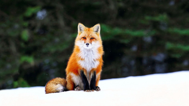 Red fox snowy forest bokeh free wallpaper for desktop - medium preview image