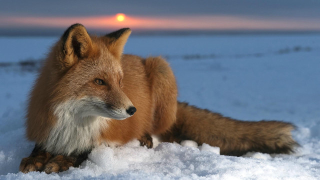 Fox snow sunset orange ball free wallpaper for desktop - medium preview image