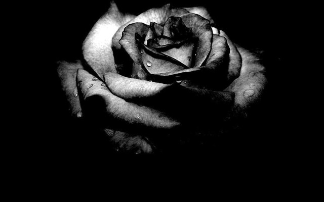Black white rose dark water free wallpaper for desktop - medium preview image