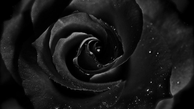 Black rose water droplets black #2 free wallpaper for desktop - medium preview image
