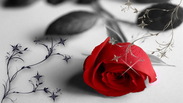 Red rose silver stem white free wallpaper for desktop - medium preview image