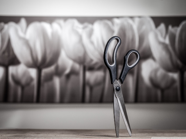 Scissors table wall tulips photorealistic free wallpaper for desktop - medium preview image