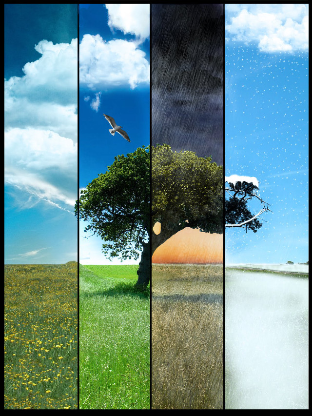 Tree bird flying sky grass free wallpaper for mobile - medium preview image