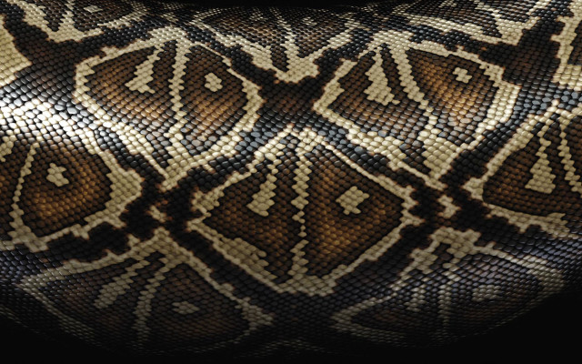 Snake skin pattern bag black free wallpaper for desktop - medium preview image