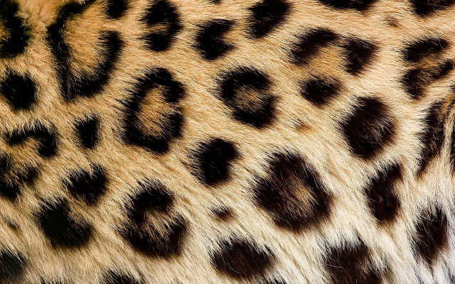 Leopard print closeup fur texture free wallpaper for desktop - medium preview image
