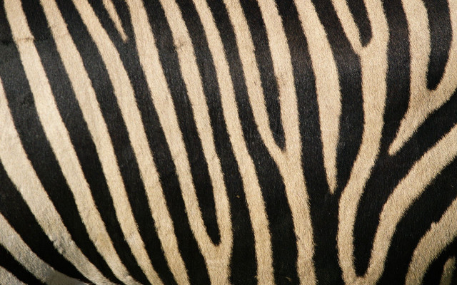 Zebra closeup skin black white free wallpaper for desktop - medium preview image