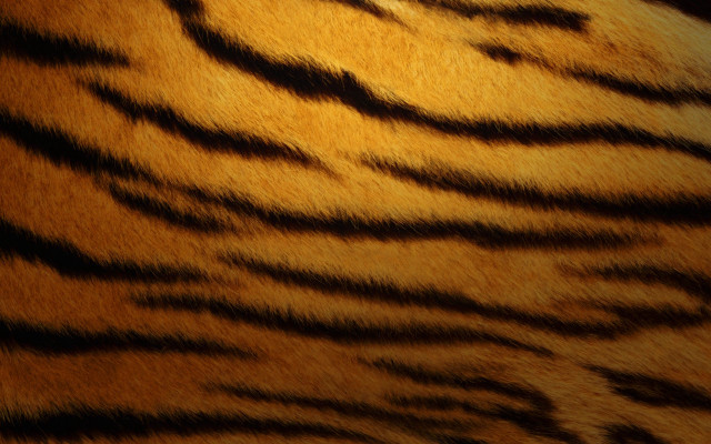Tiger fur closeup black background free wallpaper for desktop - medium preview image
