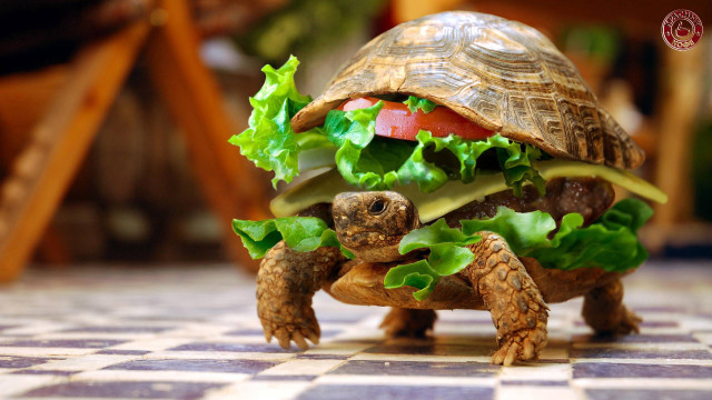 Tortoise shell sandwich lettuce tomato #2 free wallpaper for desktop - medium preview image