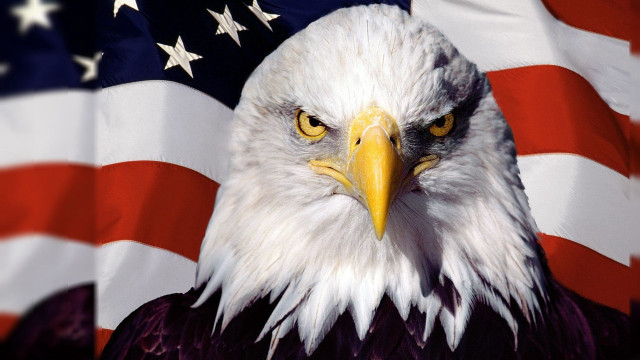 Bald eagle american flag background free wallpaper for desktop - medium preview image