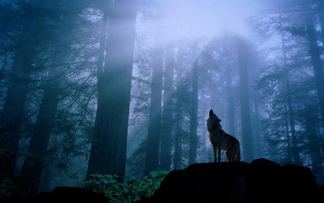Wolf rock forest night fog #2 free wallpaper for desktop - medium preview image