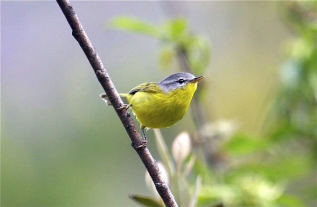 Yellow bird forest illustration bokeh free wallpaper for desktop - medium preview image