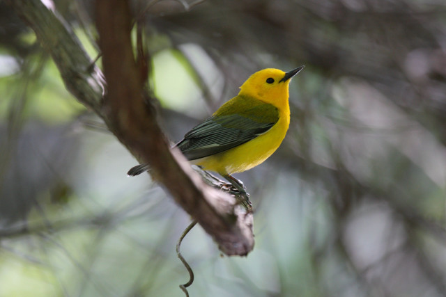 Yellow green bird on branch free wallpaper for desktop - medium preview image