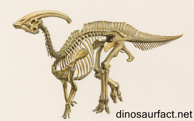 Dinosaur skeleton long neck long free wallpaper for desktop - medium preview image