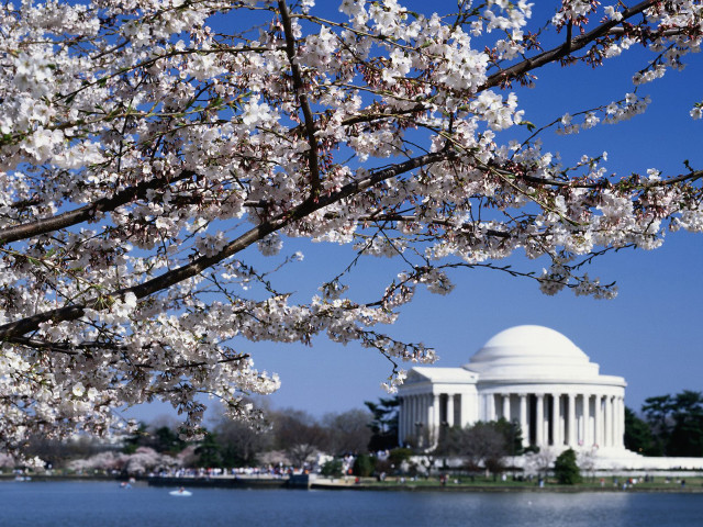 Cherry blossom tree building lake free wallpaper for desktop - medium preview image