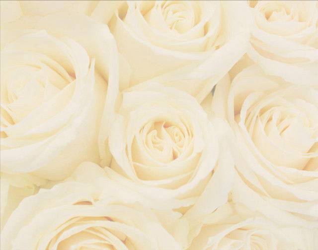 White roses closeup soft blurry free wallpaper for desktop - medium preview image