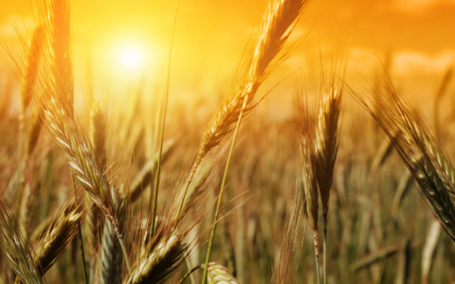 Wheat field sunset blurry grass free wallpaper for desktop - medium preview image