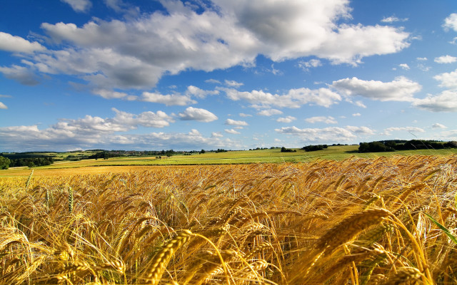 Wheat field blue sky clouds #24 free wallpaper for desktop - medium preview image