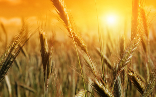 Wheat field sunset blurry grass #2 free wallpaper for desktop - medium preview image