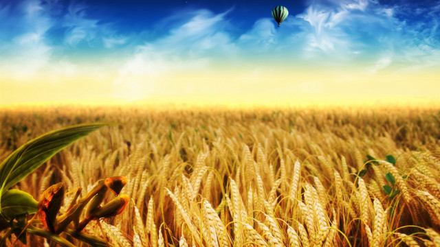Hot air balloon wheat field free wallpaper for desktop - medium preview image