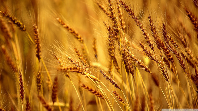 Close up wheat field blurry free wallpaper for desktop - medium preview image
