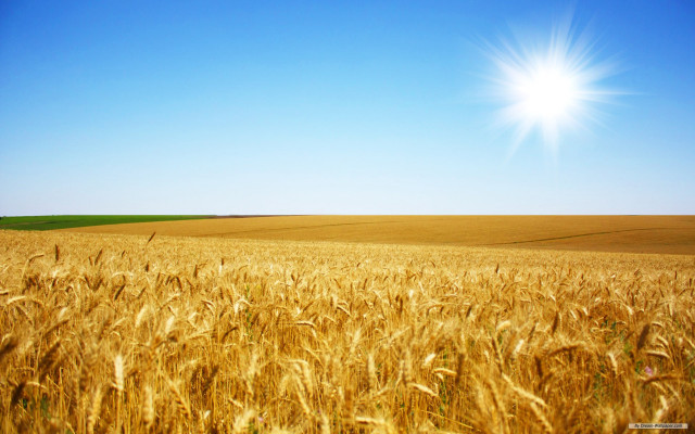 Wheat field sunshine blue sky free wallpaper for desktop - medium preview image