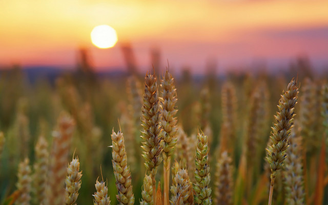 Wheat field sunset clouds sky #2 free wallpaper for desktop - medium preview image