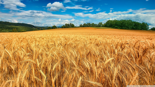 Wheat field blue sky clouds #23 free wallpaper for desktop - medium preview image