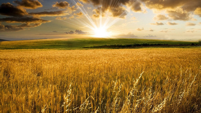 Wheat field sun clouds tree free wallpaper for desktop - medium preview image