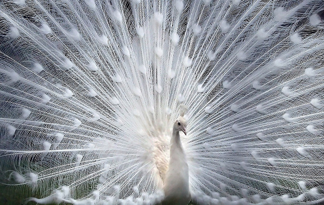 White peacock feathers spread tail #2 free wallpaper for desktop - medium preview image