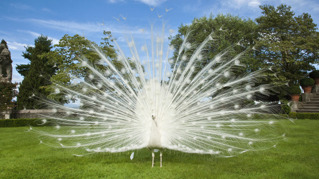 White peacock feathers spread grass #5 free wallpaper for desktop - medium preview image