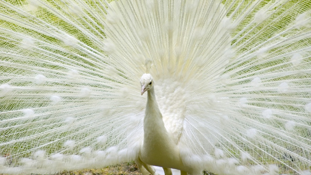 White peacock feathers spread tail #3 free wallpaper for desktop - medium preview image