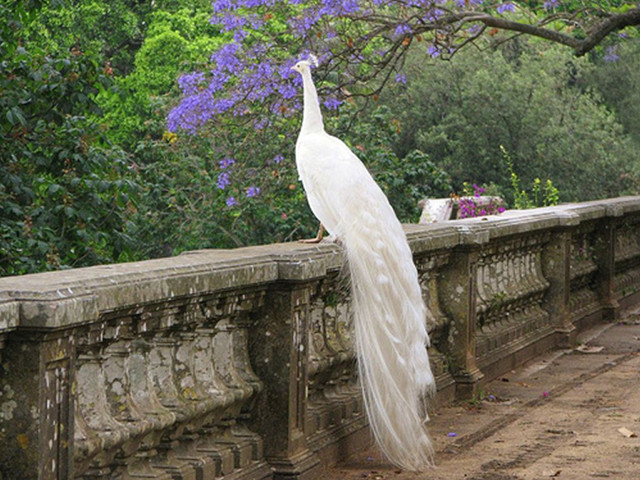 White peacock stone wall tree free wallpaper for desktop - medium preview image