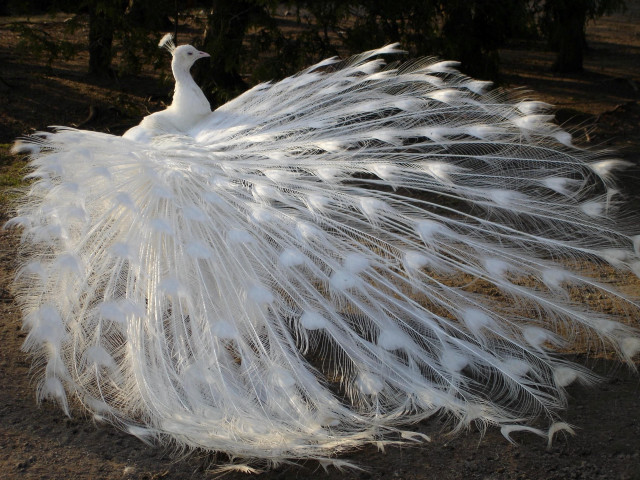 White peacock feathers spread marble free wallpaper for desktop - medium preview image