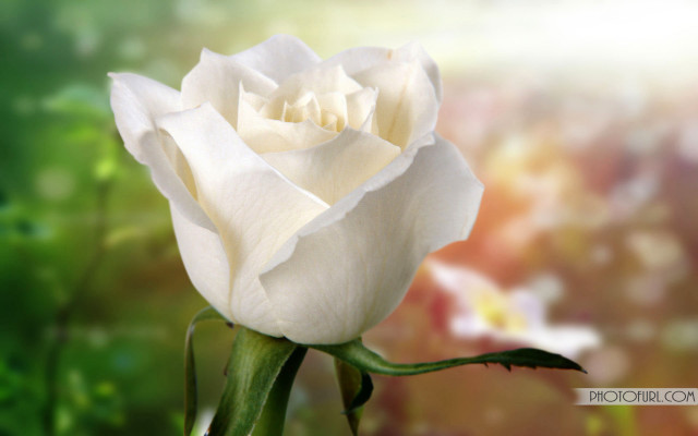 White rose garden bokeh blurry free wallpaper for desktop - medium preview image