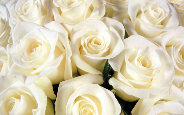 White roses bouquet green stem free wallpaper for desktop - medium preview image