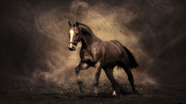 Horse running field dust bird #2 free wallpaper for desktop - medium preview image