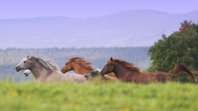 Horses running field grass mountains free wallpaper for desktop - medium preview image