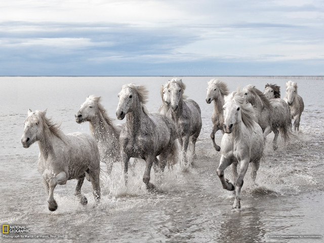 Horses running water beach cloudy free wallpaper for desktop - medium preview image