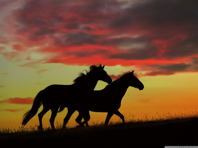 Horses running sunset red sky free wallpaper for desktop - medium preview image
