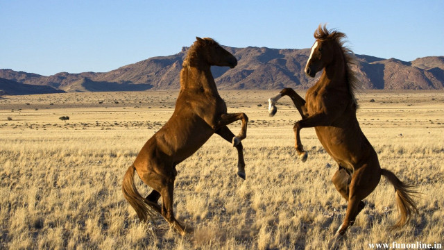 Horses fighting field mountains blue free wallpaper for desktop - medium preview image