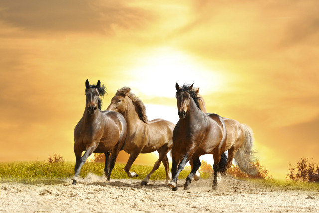 Three horses running sand sunny free wallpaper for desktop - medium preview image