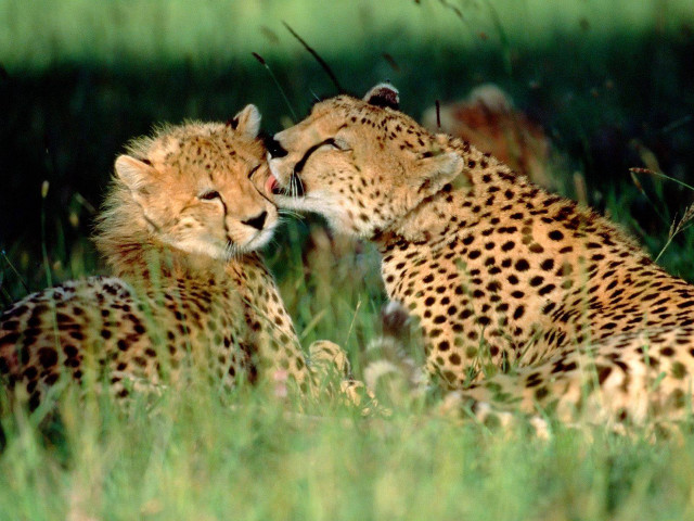 Cheetahs sitting grass rubbing face free wallpaper for desktop - medium preview image